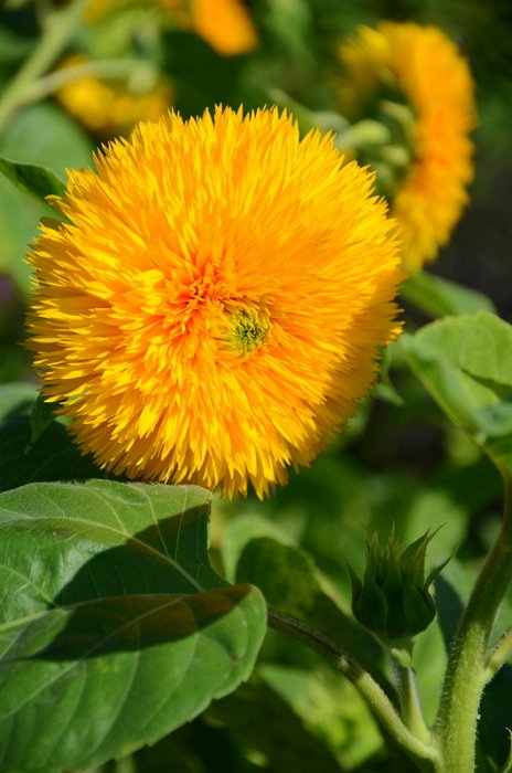 Helianthus annuus 'Santa Fe' (2)